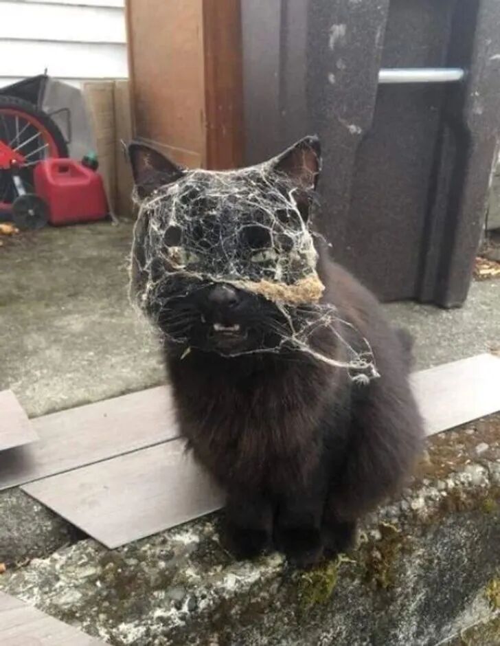 酷爱探险的萌宠们，总是会带给你惊喜