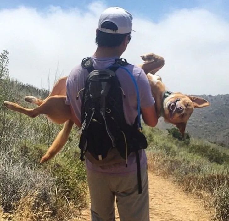 表情管理失控的萌宠们