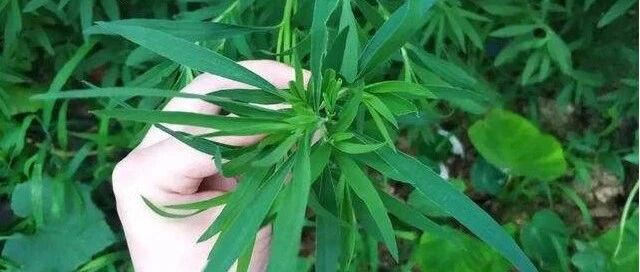 这种野菜是痛风的“死对头”，越吃眼睛越明亮，老少皆宜，营养美味