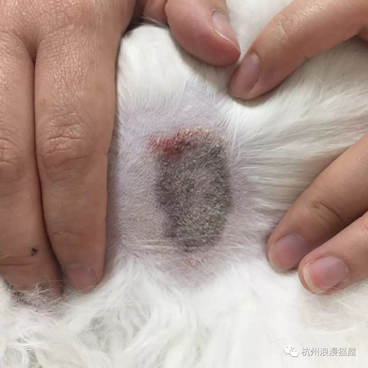 猫得了皮肤病怎么办？-企业官网