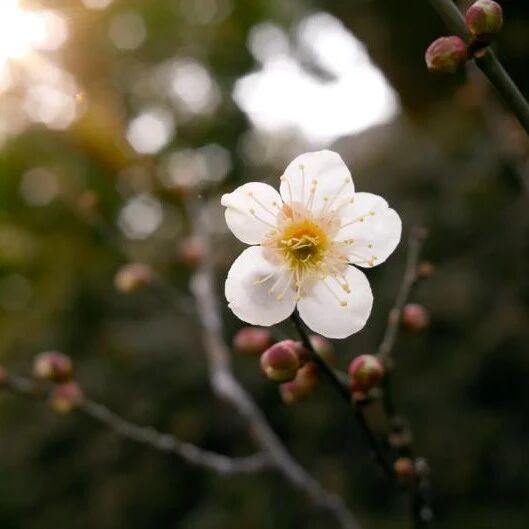 因为善良，所以幸福