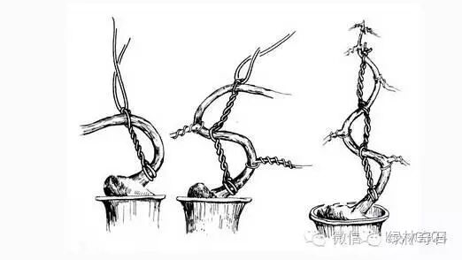 盆景棕丝怎么扎法的方法