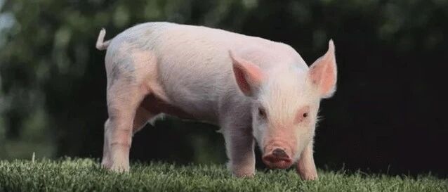 猪身上的6个部位，医生建议少吃，大肠排最后，榜首的很多人爱吃！