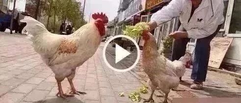 《 两只鸡的对话》，笑喷了！