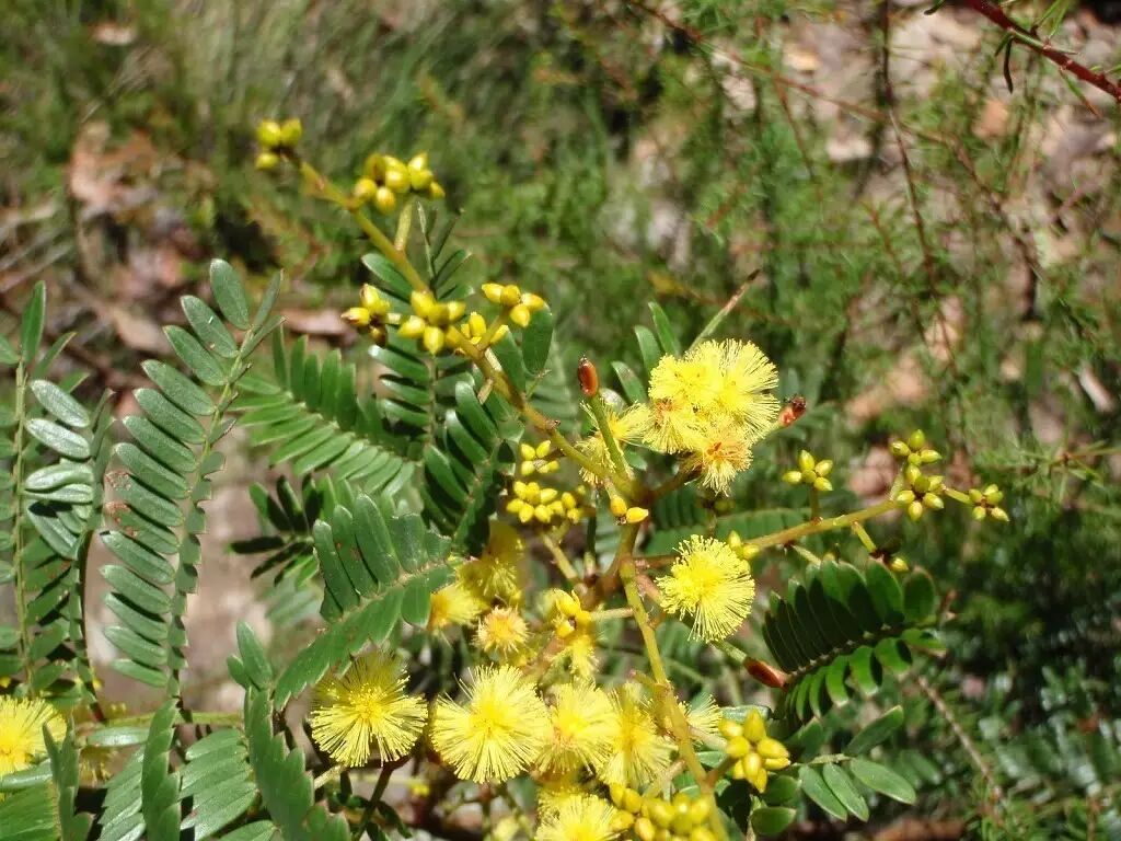 【故事的小黄花 从出生那年就飘着  (goldenwattle)】