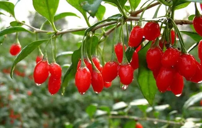 枸杞这样吃，大肚腩变小了，皱纹也慢慢消失了，一勺枸杞，美白又滋补！