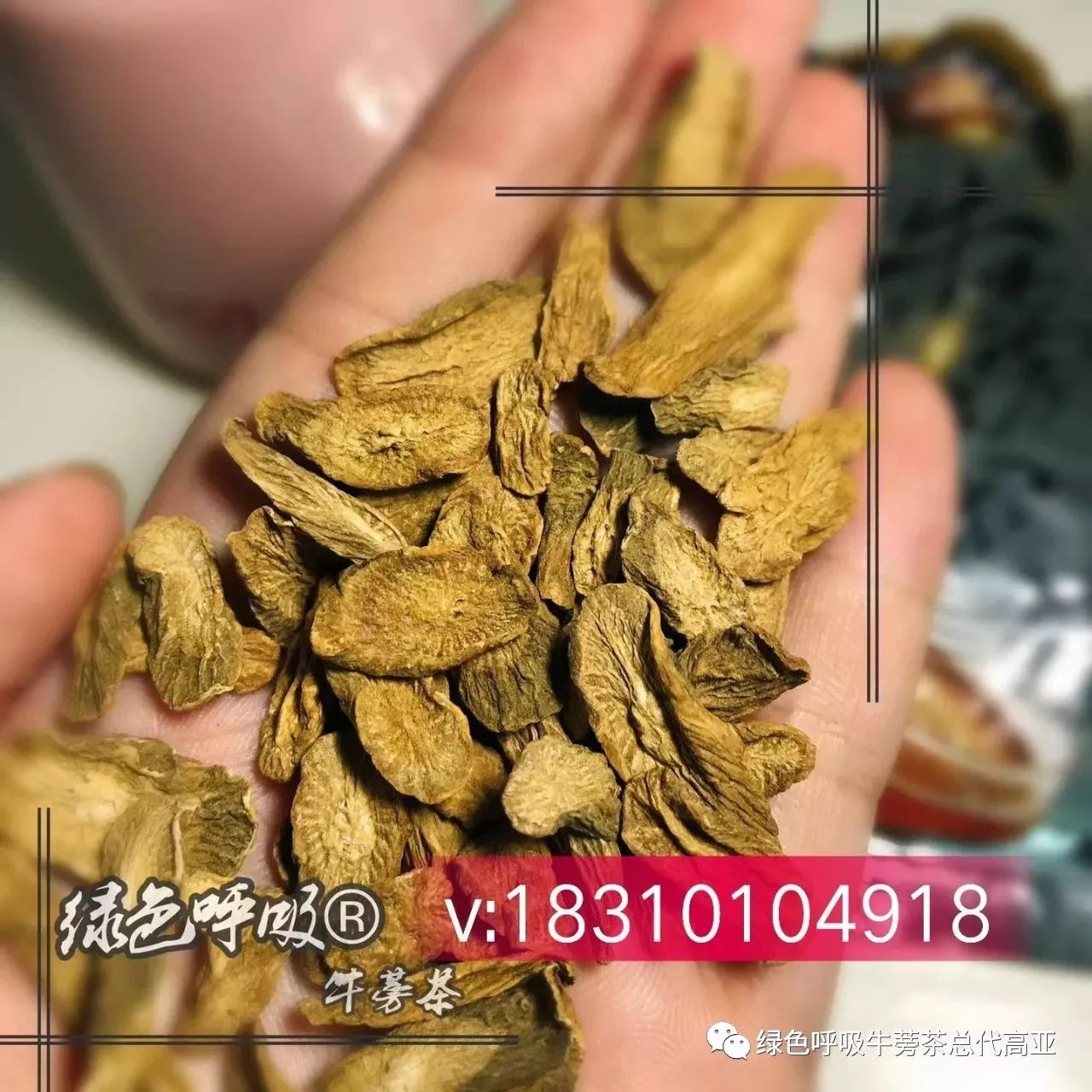 为什么那么多人看好牛蒡茶 自由微信 Freewechat