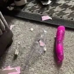 奇葩！狗狗把邻居的情趣玩具叼回家了，怎么还？在线等...