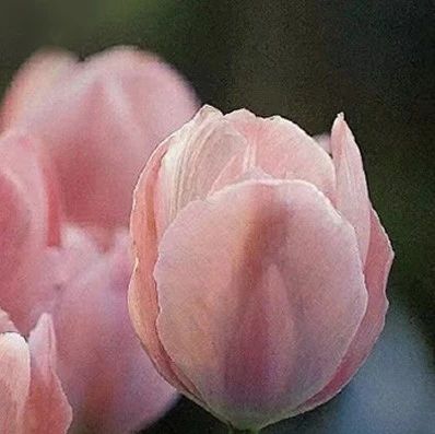 SUNDAY / 母亲节快乐
