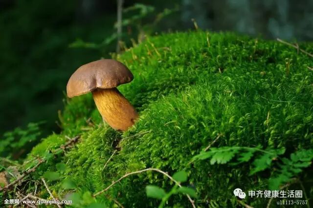 还在纠结“食用菌”好不好的朋友，请点开这篇章看看！