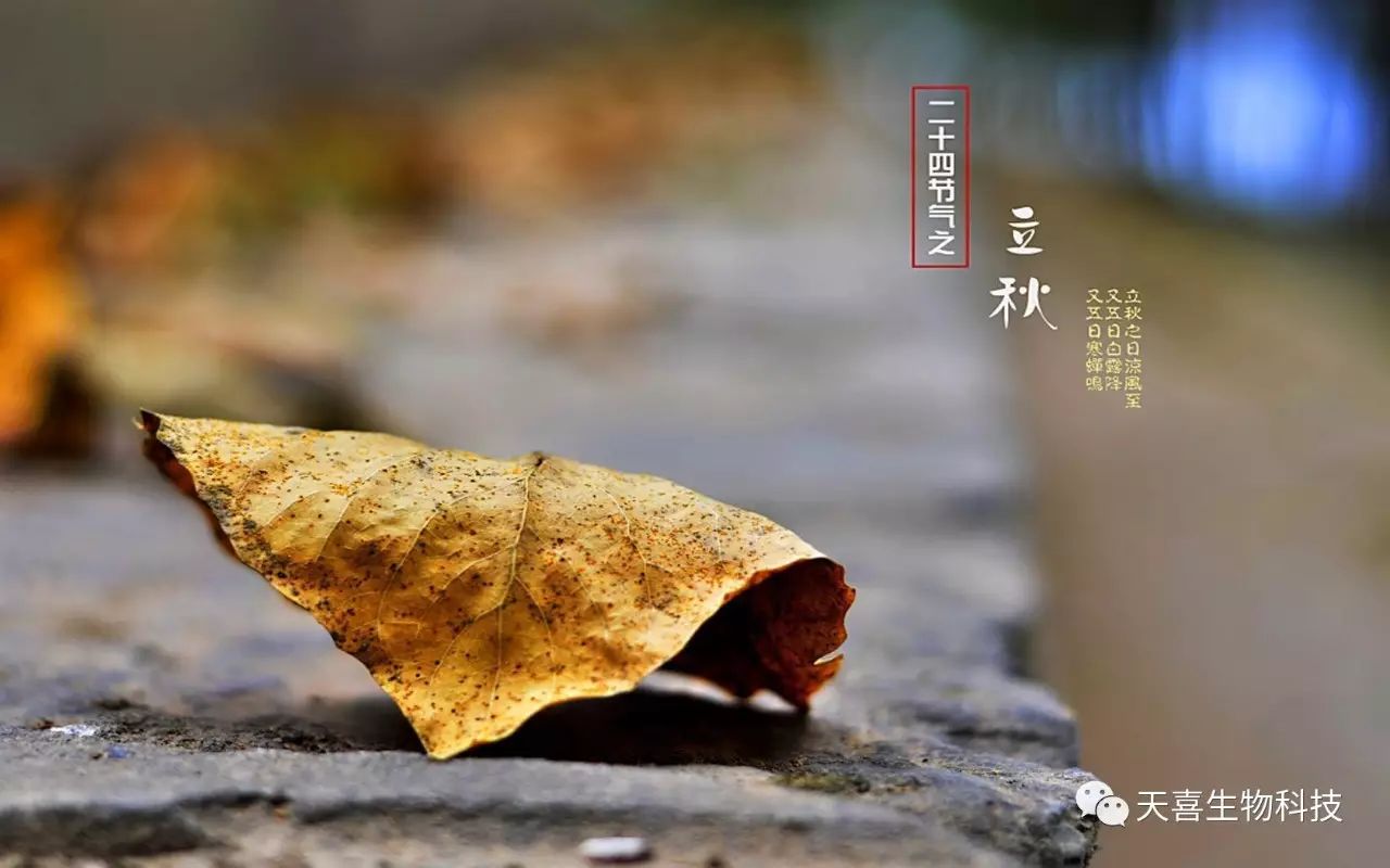 立秋啦!全家一定要这么吃, 保你百病全消, 一年不生病!(图1) 立秋啦!全家一定要这么吃, 保你百病全消, 一年不生病!(图1)