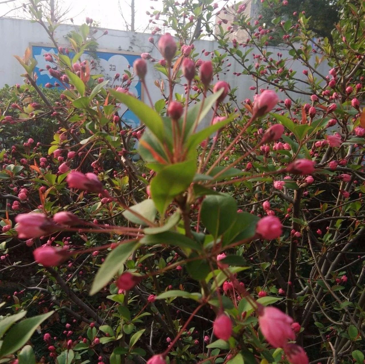 小学数学期末怎么复习？一线教师给孩子和家长的实用建议！
