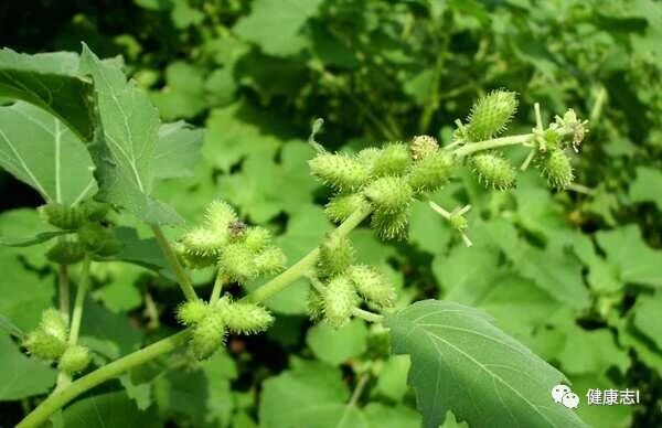 “十人九痔”，治疗痔疮的5大食疗方法，让你远离痔疮困扰！