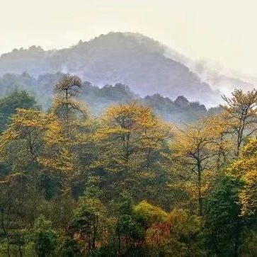 一起“森”呼吸！杭州这些国家级公园，你去过几处？