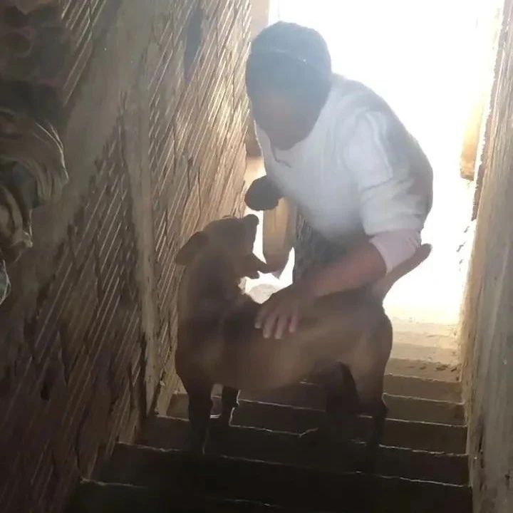 主人上楼梯太困难，狗狗看到后直接用身体当拐杖，太感动了！