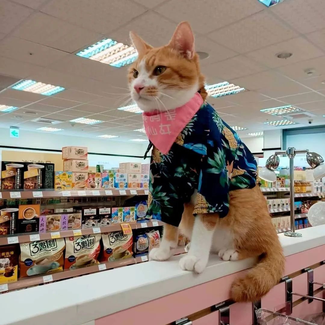 带猫买零食钱不够，店长竟提议：猫留下打工一小时还债！