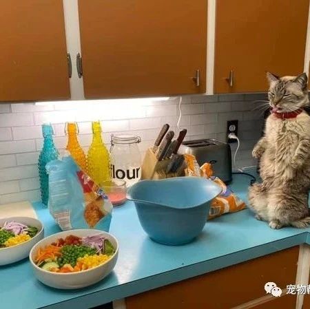 猫咪站在橱柜上看整碗蔬菜，竟露出超鄙夷表情：呕！奴才就让朕吃这个？