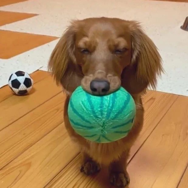 狗狗困得眼睛都睁不开了，还坚持叼球与主人玩，太执着了！