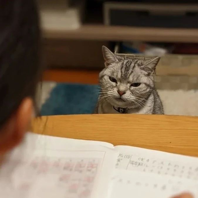 猫咪监督小孩写作业，眼神严肃堪比教导主任，猫：可真是操碎了心！