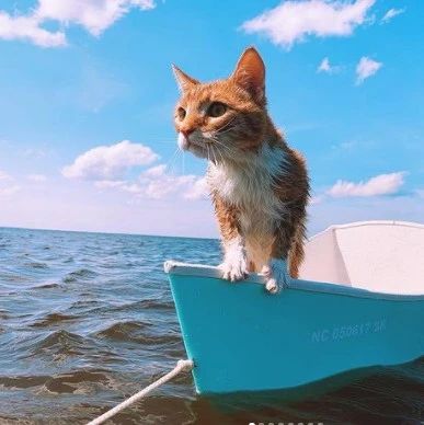 爱洗澡的猫已经不稀奇了，这只橘猫才让人震惊！喜欢海里游泳...