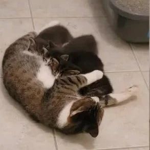 遇危险天气，流浪猫妈带奶猫避难，看监控才发现它竟早有准备！
