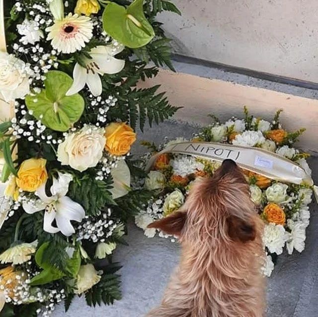 意大利忠犬每天走三公里到墓地找老朋友，真相令人感动落泪：他一定会记得你。
