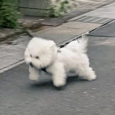 狗狗散步时总是不肯走，主人意外发现秘诀，如今它健步如飞！