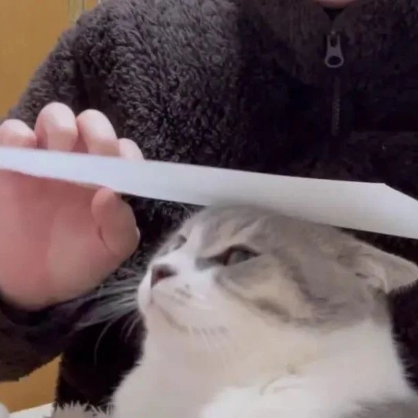 给猫咪剪指甲太困难？网友get到一项新技能，结果...
