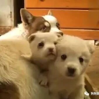 同样是狗，为什么智商差距这么大？！