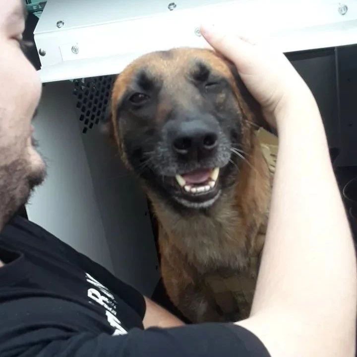 萌死了！缉毒犬看四周没人，赶紧向警员索要摸摸