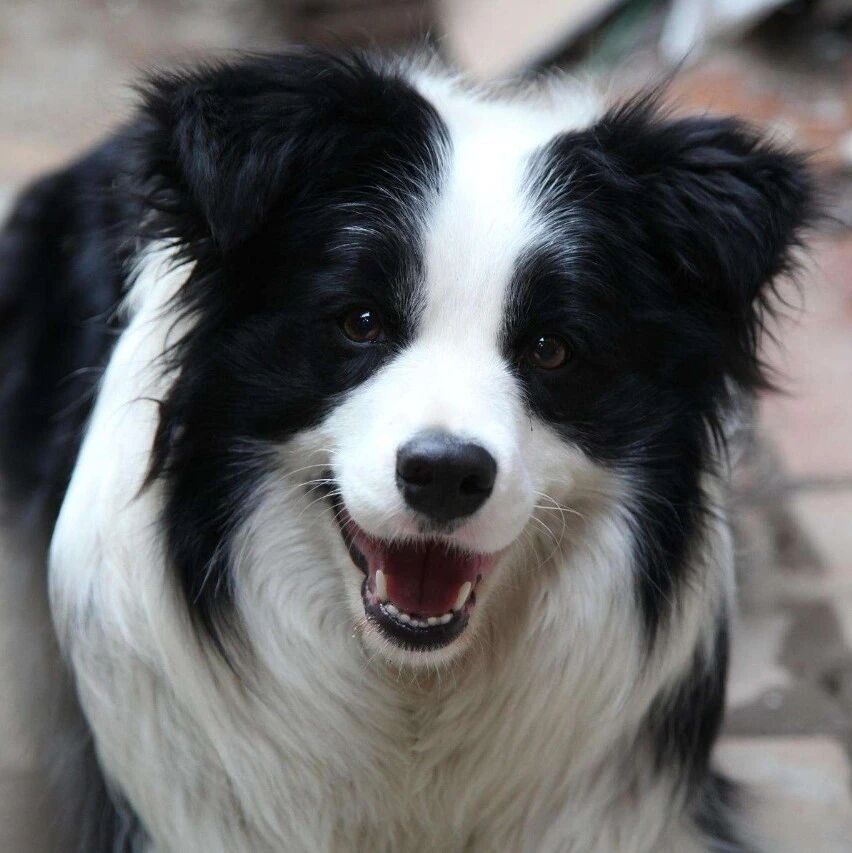 传说新手不要养边牧，因为会养哭……