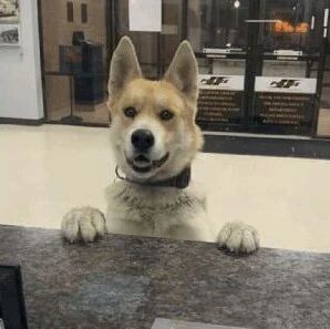 狗子迷路自己跑到警局报案，还笑咧咧的趴在柜台：你可以帮助我吗？