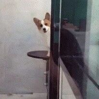 狗狗偷看你=用眼神拥抱你！这几条狗狗爱你的表现，你都知道吗？