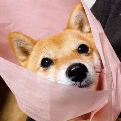 男友把柴犬打扮成一束花想送给女朋友一个惊喜，萌爆了.....