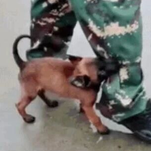 小警犬被小哥哥打了一针疫苗，再相见时...好记仇！