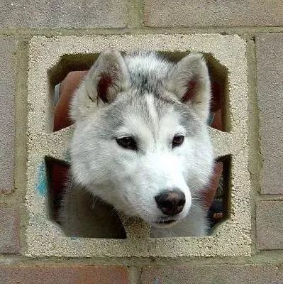 面对狗狗投来求助的目光，主人做的第一件事却是.....