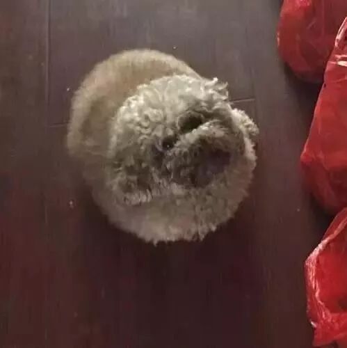 买了一只泰迪送给父母养，6个月后再见时：这是啥玩意？