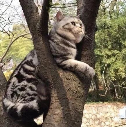 话说，昨天南京有只猫火了...