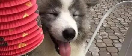 未婚的萨摩耶意外怀孕生子...你们给看看，这孩子它爸是谁？