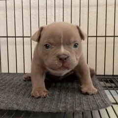 小奶狗第一天到家，就敢冲主人发脾气，奶凶奶凶的样子好逗！