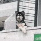 网友发现对面楼有人，于是就想打招呼下，结果仔细一看...笑疯了！