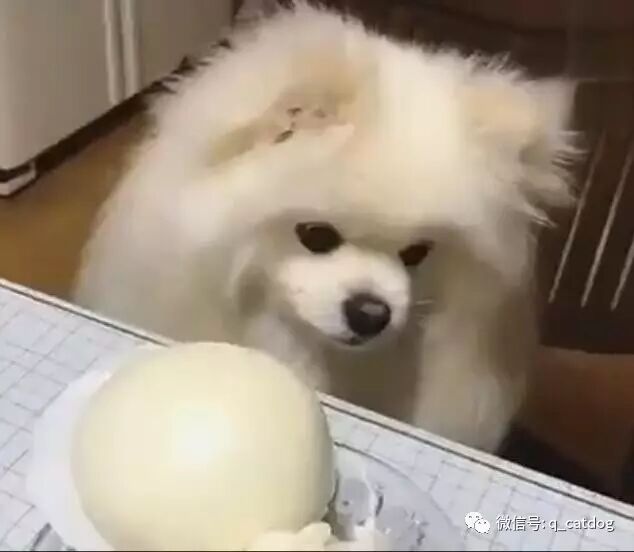 汪：虽然我不是人，但你的真的狗啊。。。