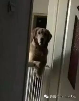 网友收养了一只金毛，但他每天半夜都会被盯着，原来......