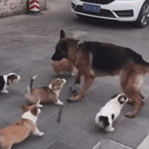 当大德牧遇上一群小短腿……场面瞬间失控！