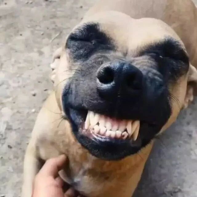 流浪狗第一次被人抚摸竟是这个表情，太魔性了！