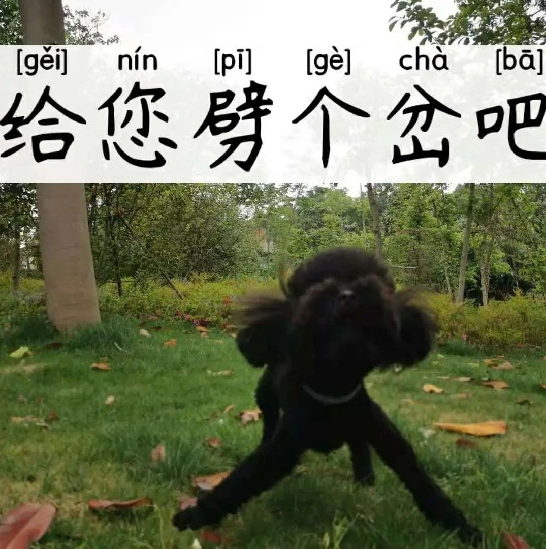 自从进了这个群，每天只剩哈哈哈