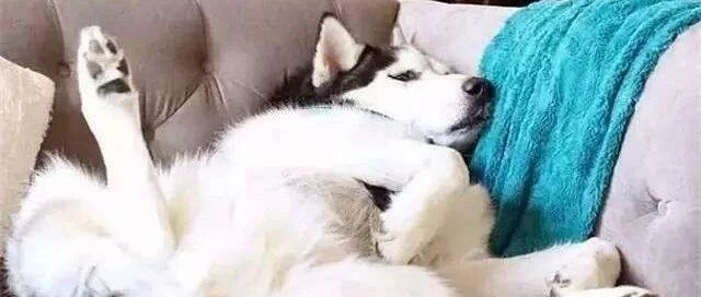 越来越多的人喜欢养狗，知道为什么吗？