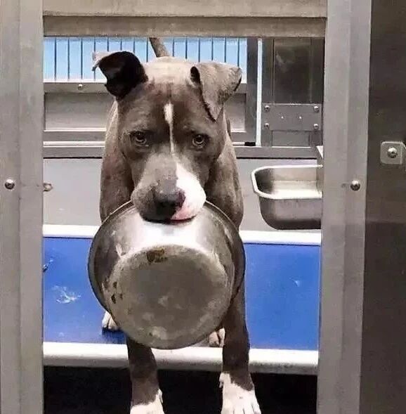 这只狗叼着破碗流浪，原因你听了都心酸！