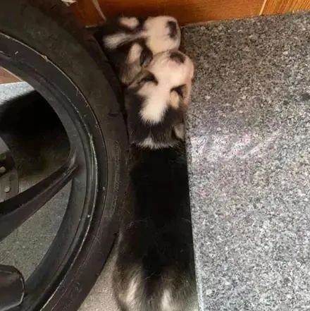 500块买哈士奇，老板额外赠送一只，结果...