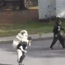 狗狗嫌累不愿意走，主人只好：不就是个二百斤重的宝宝！